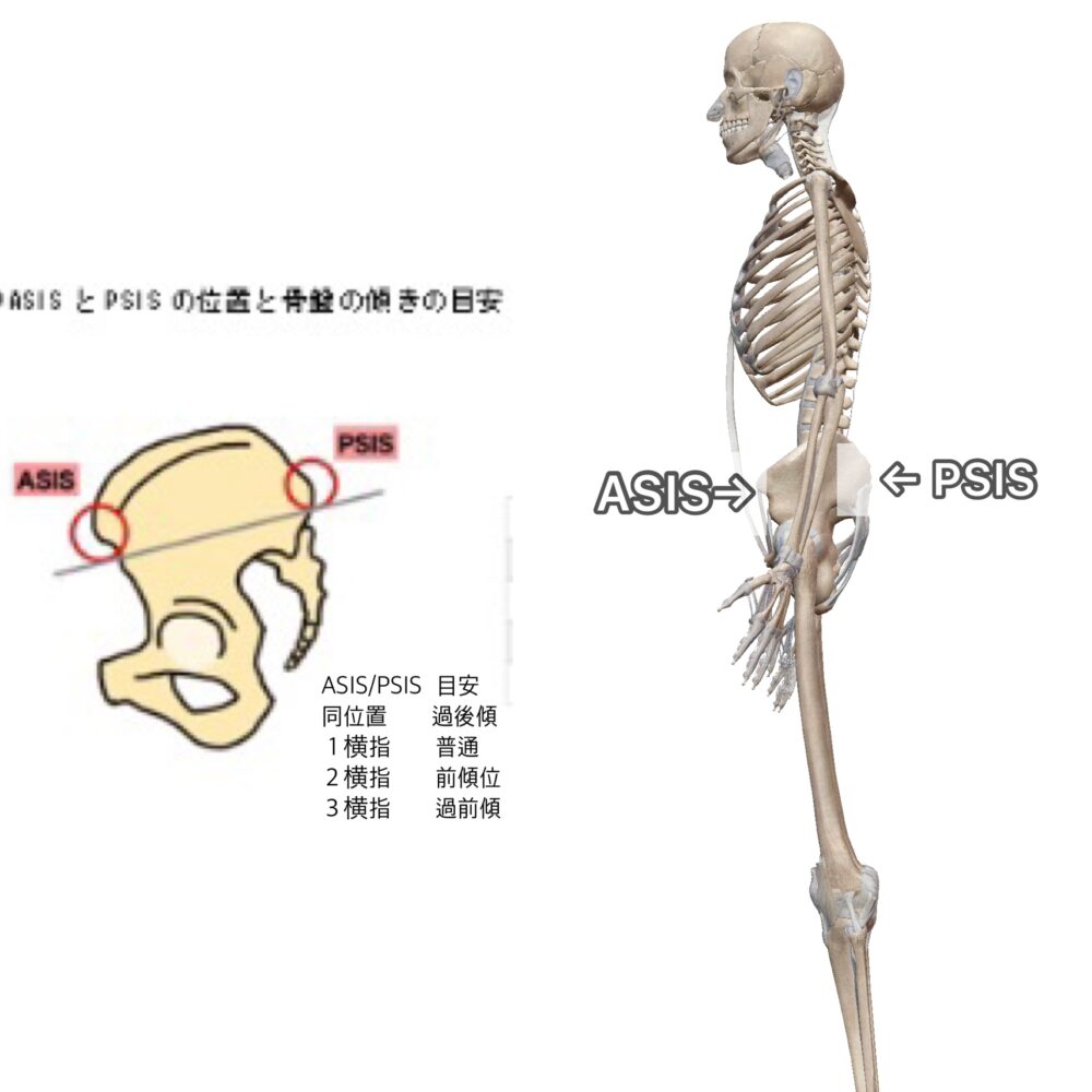 骨盤は、私たちの身体の中心的な役割を果たしています。骨盤は、脊椎と下半身を結びつける重要な構造です。その役割は多岐にわたります。