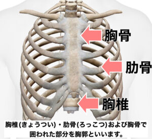 胸椎、肋骨、胸骨で囲われた部分を胸郭といいます。
