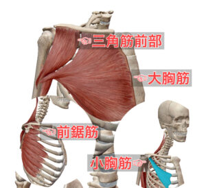 胸部の伸展筋（大胸筋、前鋸筋）: 胸部の筋肉の柔軟性が低下すると、肩が前方に傾き背中が丸まりやすくなります。大胸筋と前鋸筋をストレッチして柔軟性を向上させることで、胸部の開放感を得ることができます。